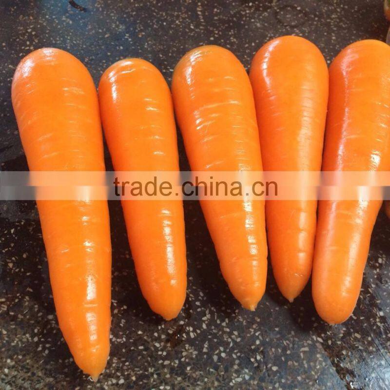VIETNAM FRESH CARROTS CHEAP