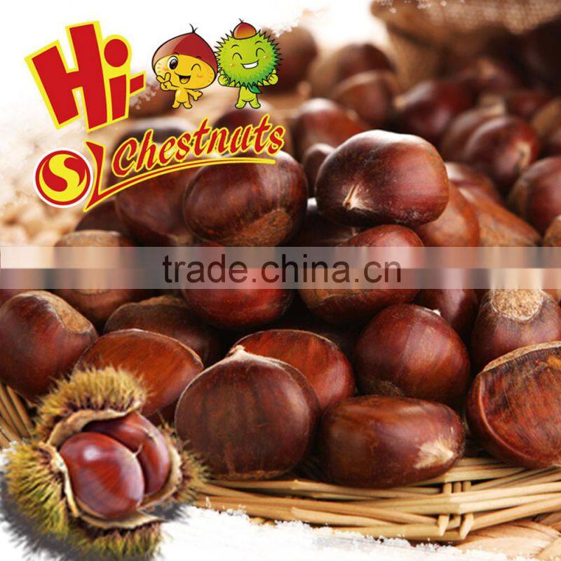 Sweet and easy peeling Chinese chestnut