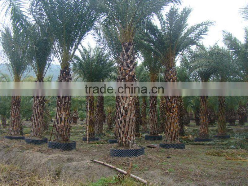 Hot wholesale outdoor ornamental decrotive landscaping Phoenix sylvestris palm trees plants
