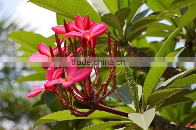 Red Flower Plumeria rubra L. cv. Acutifolia
