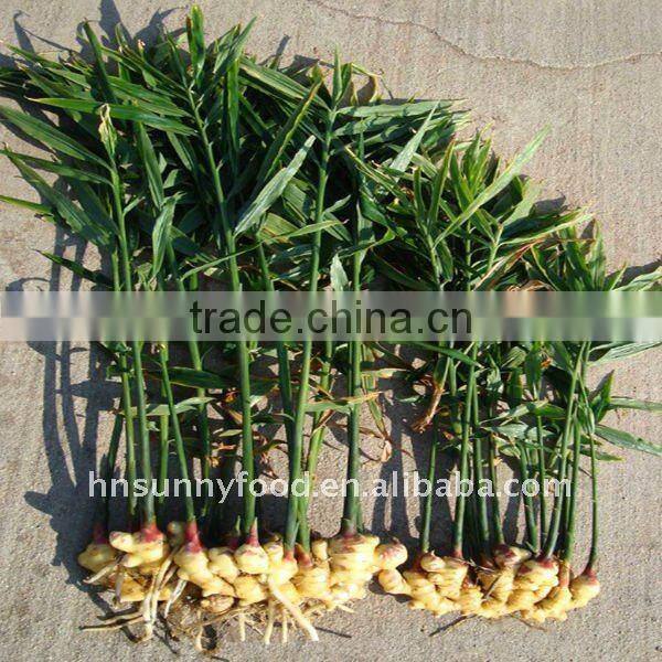 HIGH QUALITY Dried Vegetable Powder Ginger Powder