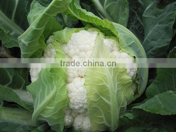 MCF11 Changfu snowy white flower hybrid cauliflower seeds f1