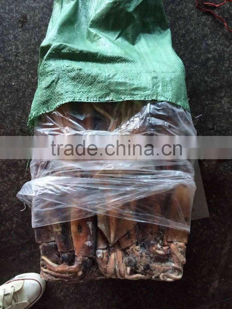 Frozen argentina squid illex squid jigger squid whole round