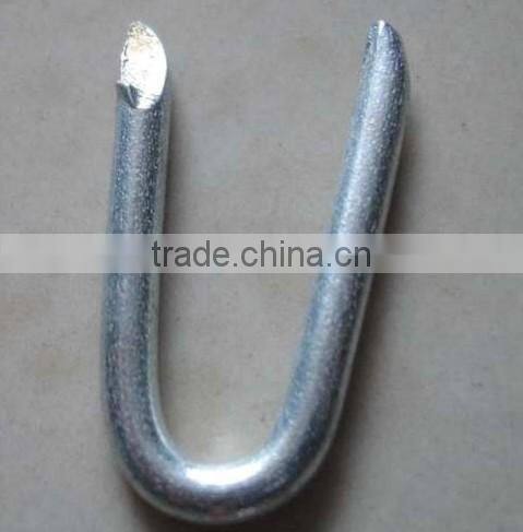 Polished,Galvanized U Type Nails with factory price