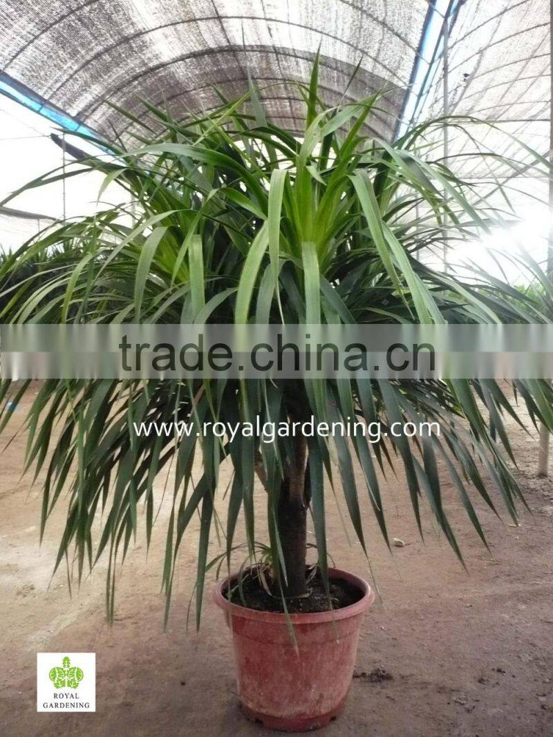 Dracaena Draco,Dracaena angustifolia indoor plants