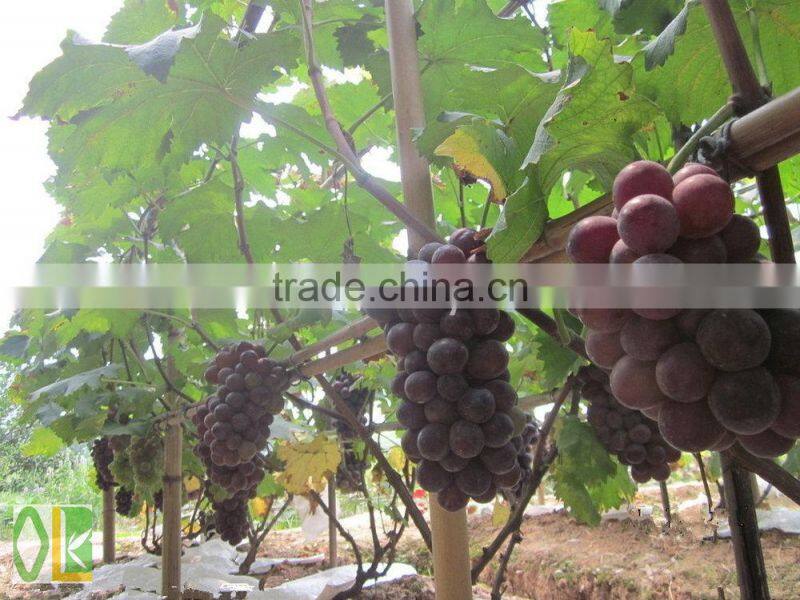 vineyard pole,raw bamboo poles wholesale