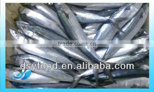 Frozen good quality pacific mackerel fillet