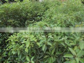 shanghai 2014 borneo camphor essence oil extraction and concentration equipment for cosmetics essence processing