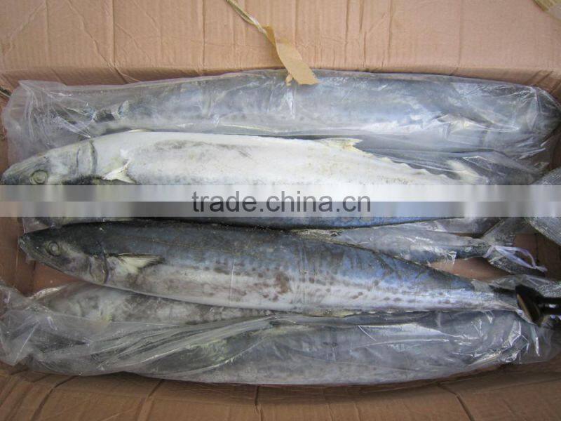 Spanish mackerel Fillet/King Fish meat