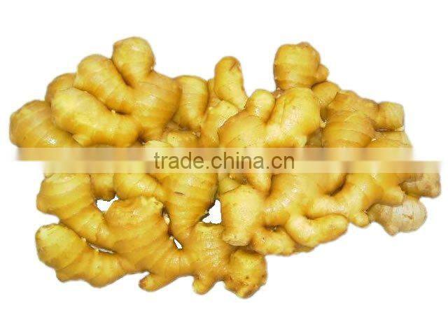 2016 New Ginger Buyer ( High Quality)
