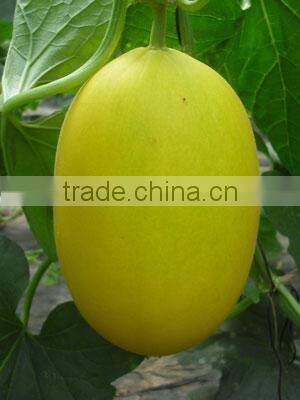 Hybrid F1 Golden Yellow Peel Orange Red Flesh Sweet Melon Seeds For Sale-Fly High