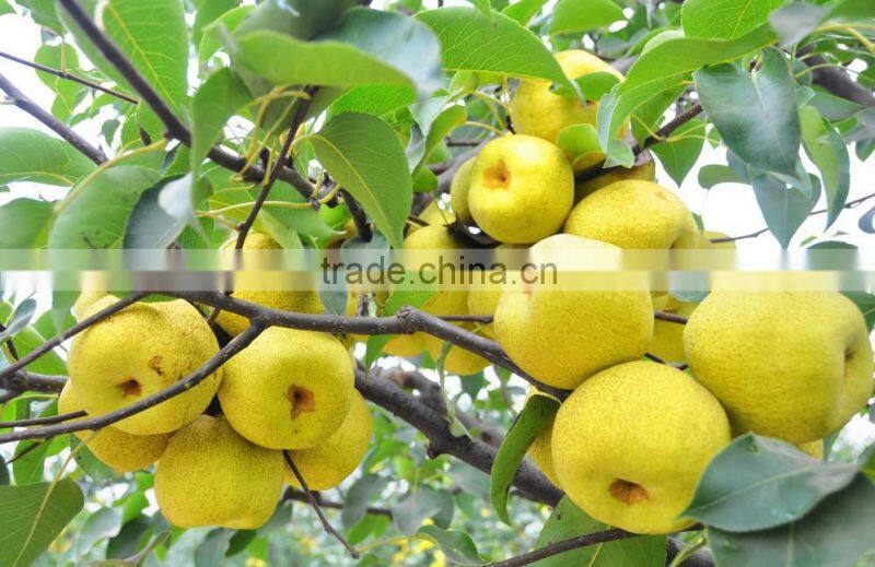 High Quality Fresh Canned Pear in Syrup