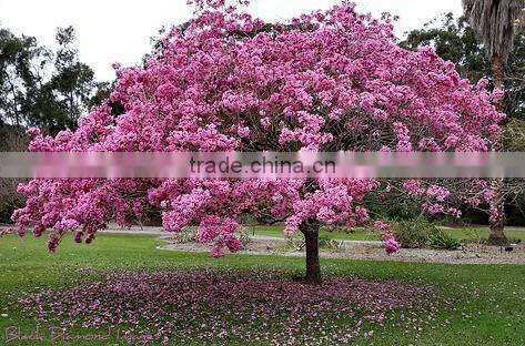 Tabebuia pentaphylla