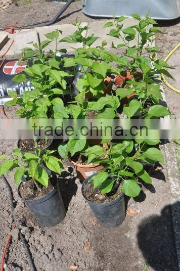 2015 omega grafting tool/grafting knife with three blades