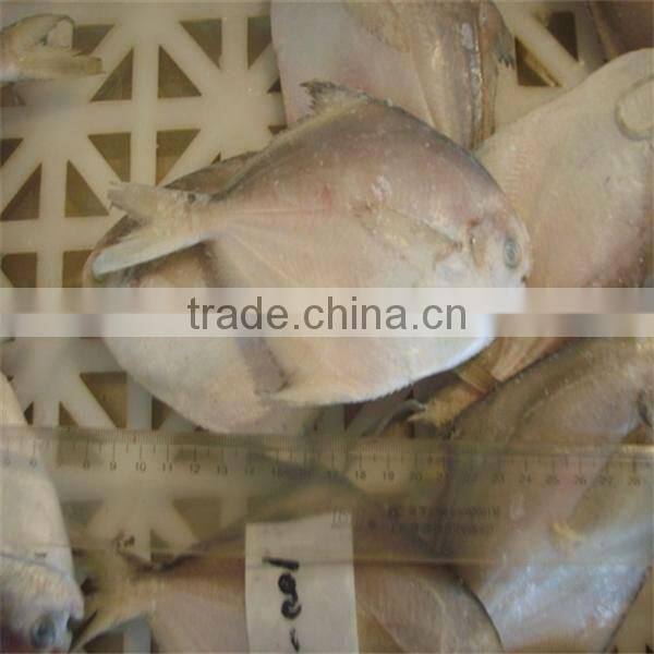 fresh best frozen fish