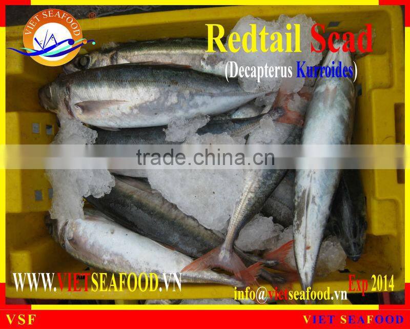 WHOLE FROZEN REDTAIL SCAD