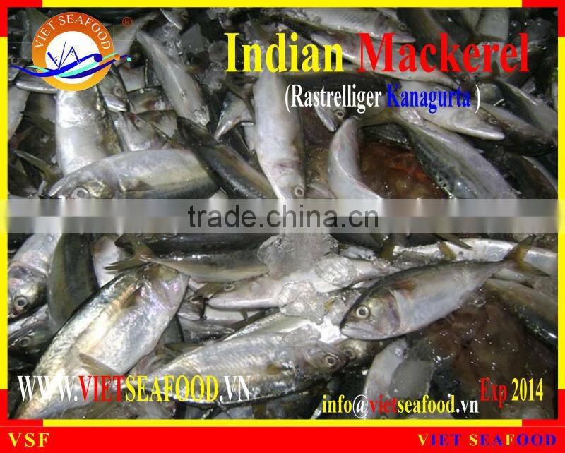 W/R FROZEN INDIAN MACKEREL