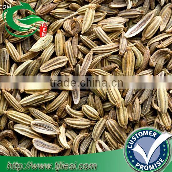 supply fennel fruit for pungent spice