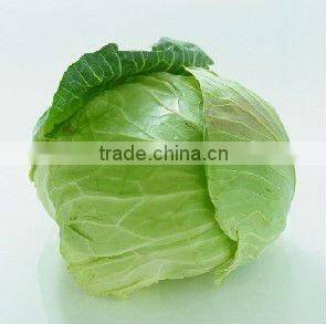 cabbage powder