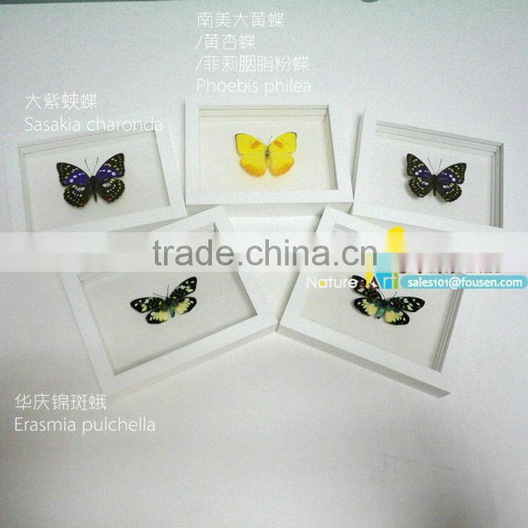 FOUSEN(034) Nature& Art natural species glass photo