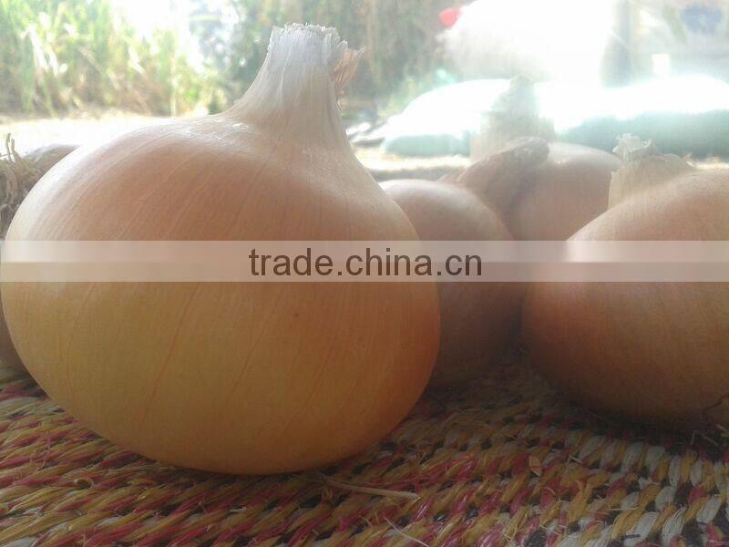 fresh onion from egypt high quality