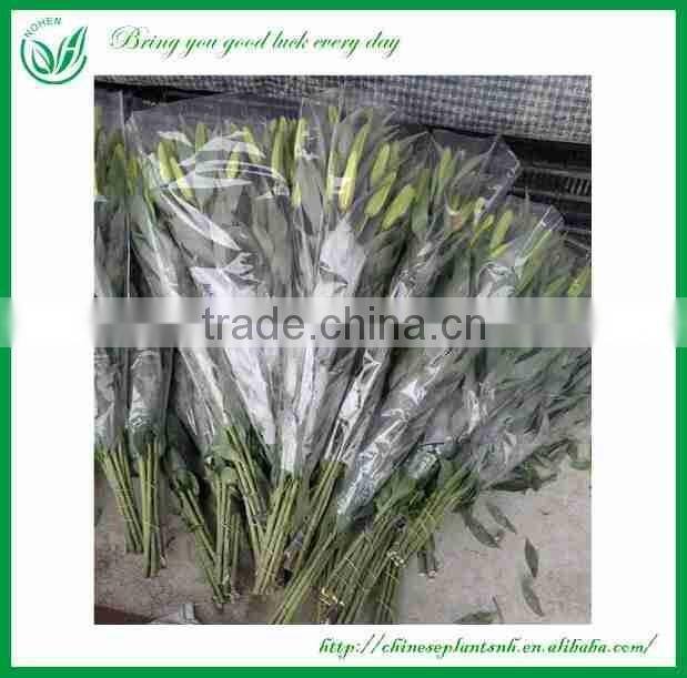 Fresh Cut Flowers Lily