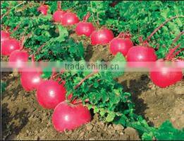 Hot sale Manual one row potato planter