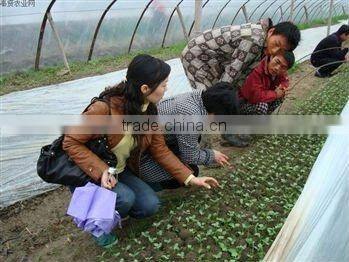 ground films, weed block fabric,horticultural fabric