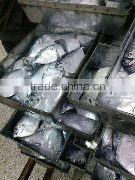 new seafrozen moonfish (Mene maculata)