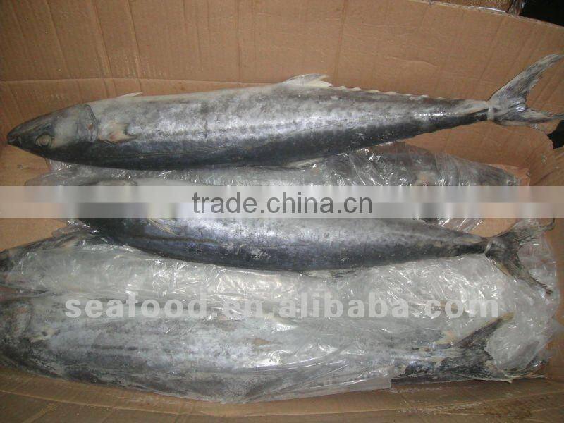 frozen spanish mackerel 1000-1500g