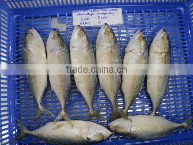 Indian Mackerel