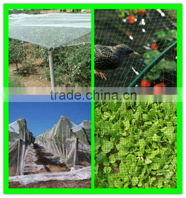 supply grape used knitted plastic anti bird net with low price