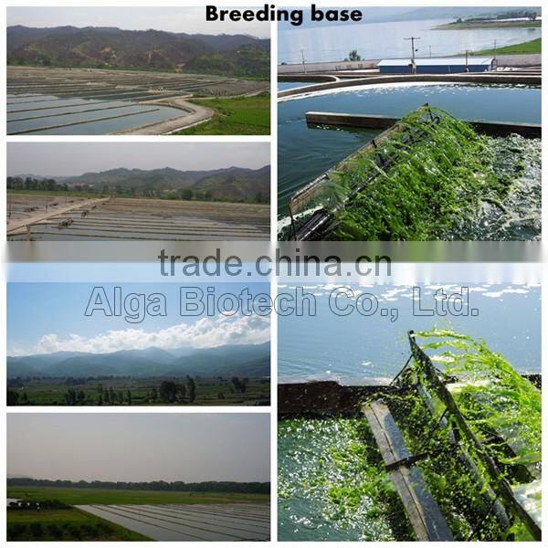 250mg pure chlorella tablets