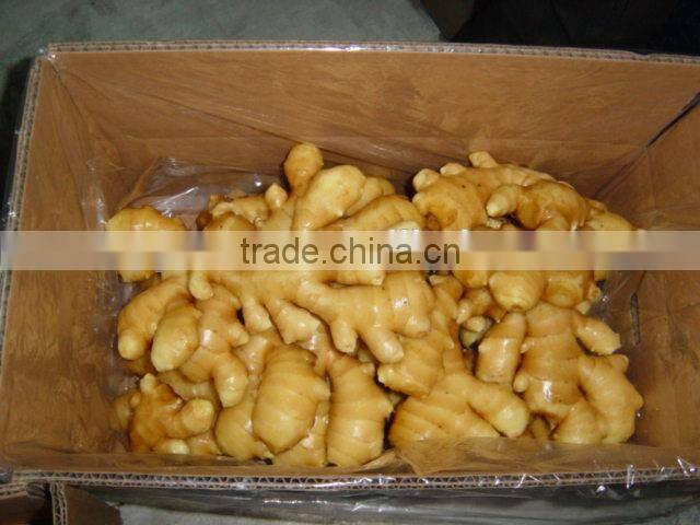 New crop salted ginger with competitive export price