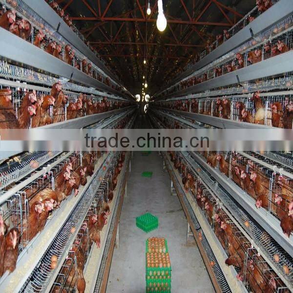 Hot selling in South africa A type layer cage for sale