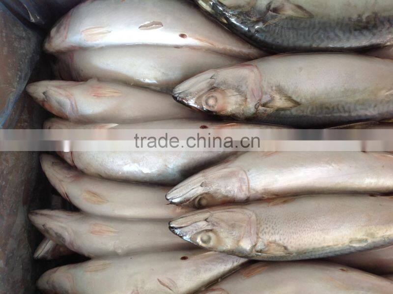 Frozen Mackerel Caught by Light Seine 300-400g
