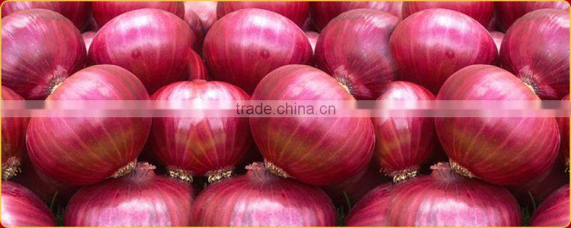 BELLARY ONIONS