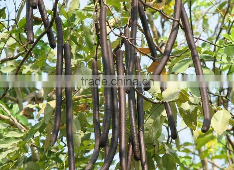 Cassia fistula