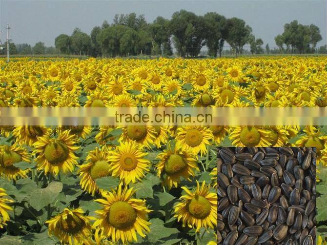 black seed oil seed
