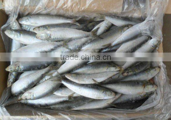 frozen whole round sardine