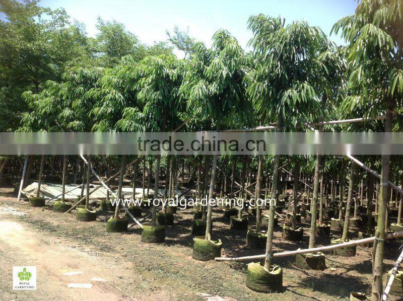 Ficus longifolia plants dia 6-20cm