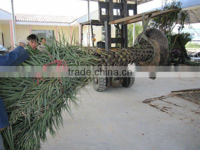 Phoenix sylvestris grown in sand