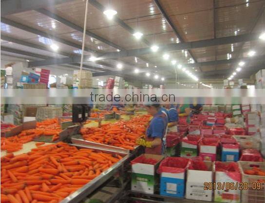 Chinese New carrot/Frozen Red Carrots for sale
