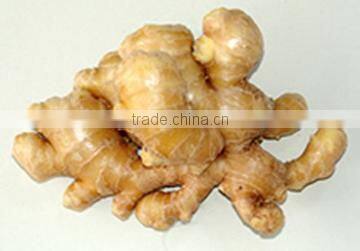 yellow color fresh ginger
