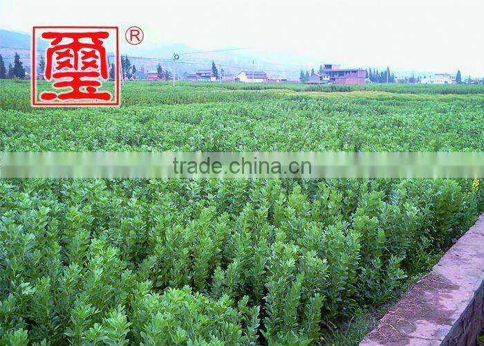 Fried broad beans (Kosher)