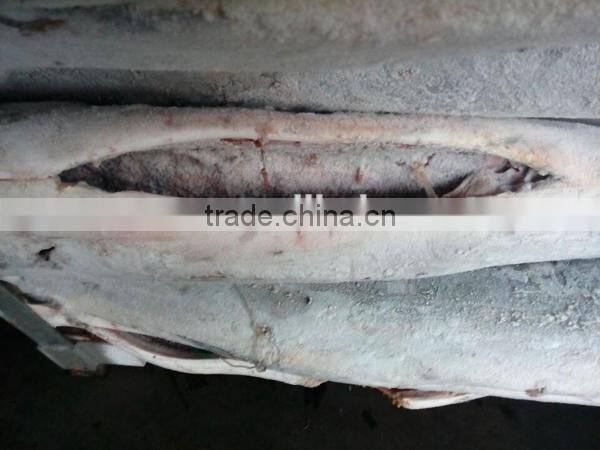 frozen stripe marlin frozen fish red marlin