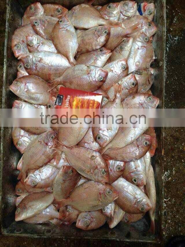 small size red snapper whole round