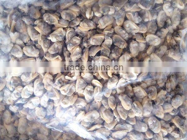 export frozen fresh clam meat
