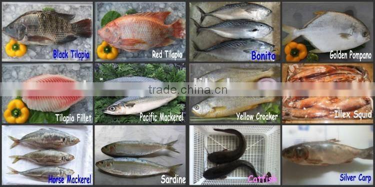 Trachurus Trachurus Horse Mackerel Frozen Fish