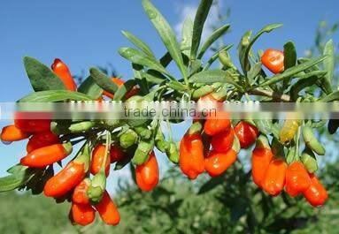 Organic Ningxia Hot Sale Goji Berries